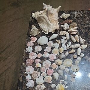 Large Seashell Collection